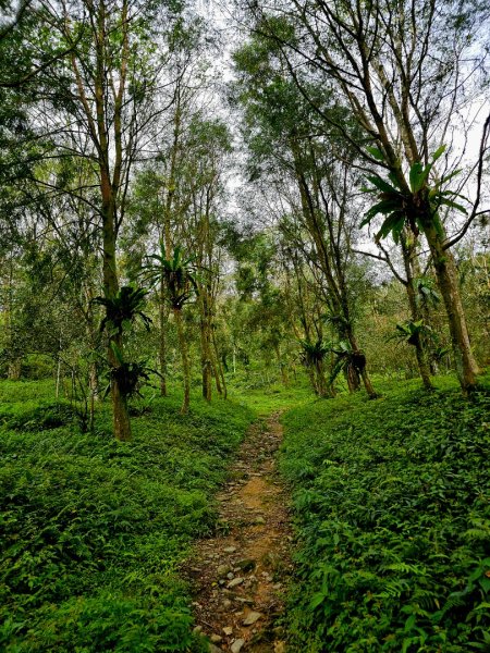 初音山-小百岳#88-花蓮縣吉安鄉2726090