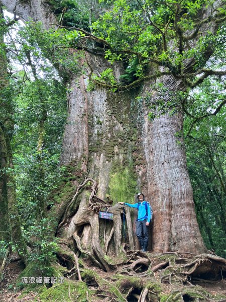【羅馬縱走】山林巨木饗宴，夏季避暑的縱走路線2888210