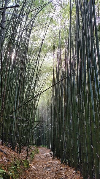 上帝的部落司馬庫斯神木群步道2176300