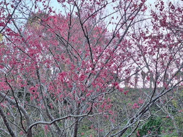 八角崠山+協雲宮櫻花步道202502152712868