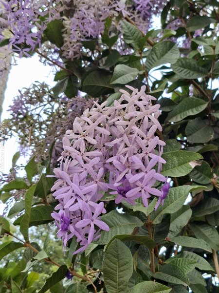 《南投》幸運之花｜草尾嶺步道賞血藤花202603293025001