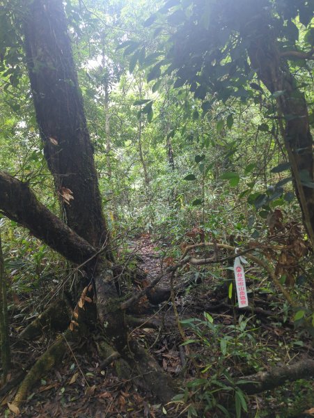 2025.07.13－漫步於森林中：鵝公髻山2835439