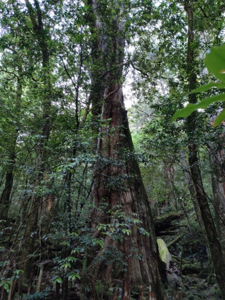 司馬庫斯神木群（西丘斯山、雪白山、東泰野寒山）2203618