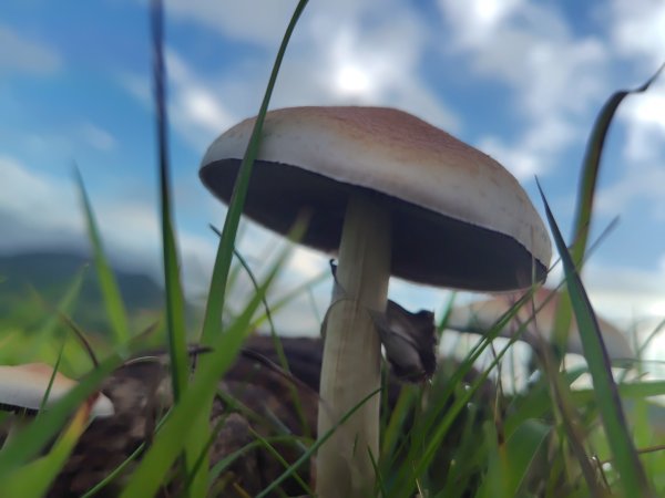 大尖山連走龜呵吠山+鯨魚谷3100378