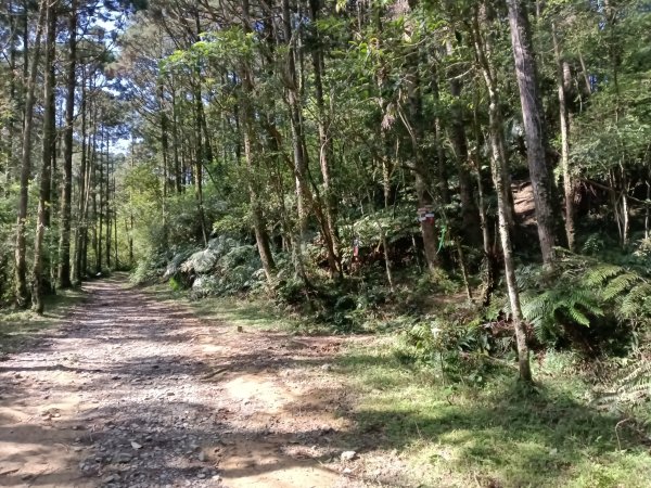 雙溪區坪溪古道-蛇仔崙-鶯子嶺-太和山-蛇子頭觀景台-梗枋越嶺古道鞍部-坪溪古道O型3029749