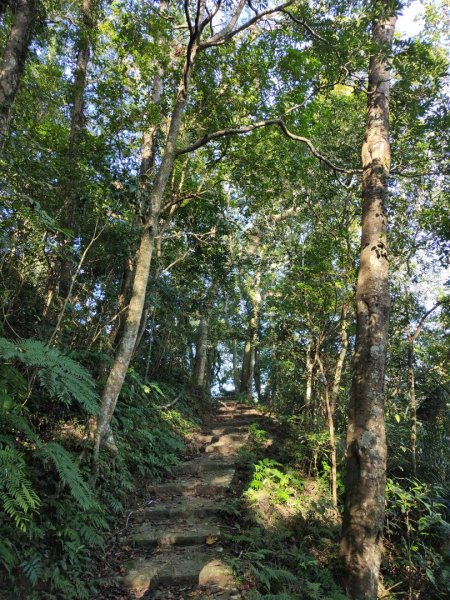 2024.11.29 騎龍山+騎龍古道2990395