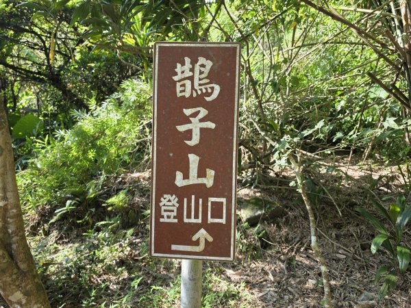小百岳No.84⛰鵲子山3113075