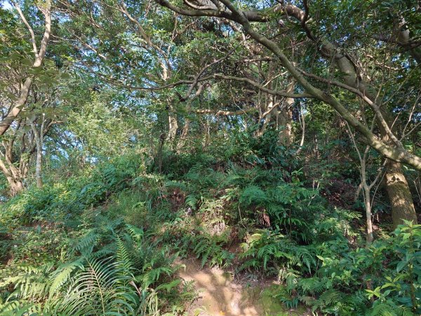 微笑山線之鳶山任務2855517