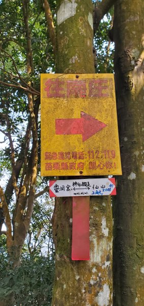 一日2座小百岳仙山、關刀山外加獅潭仙草秘境2082387