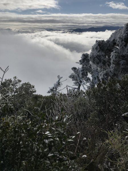 美呆了~雪白內鳥嘴山1253364