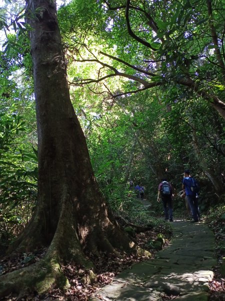 【臺北親山拓印趣】大崙頭尾山親山步道1122531