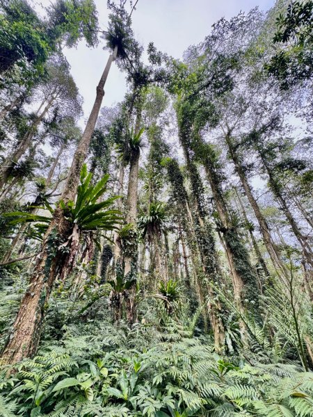鳳凰谷步道走凍頂麒麟山2770424