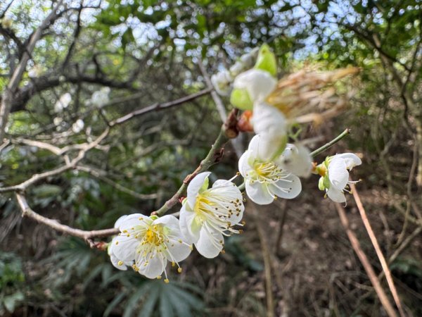 南投縣國姓鄉小百岳NO.47九份二山一等三角點2381553