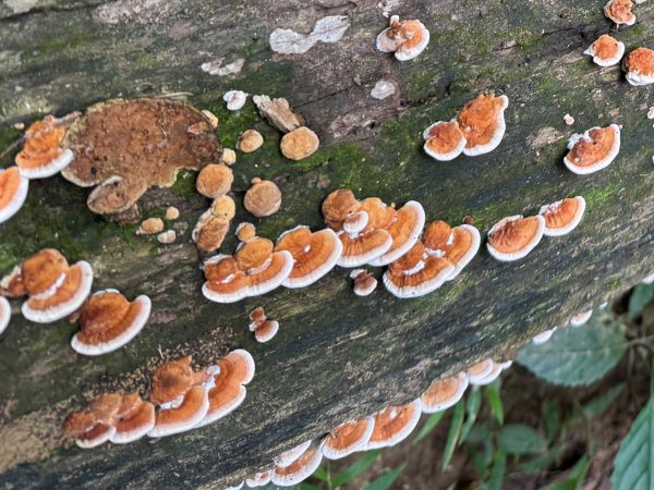 大艽芎古道縱走 新/溪州山(小百岳#23) 出溪州公園2893896