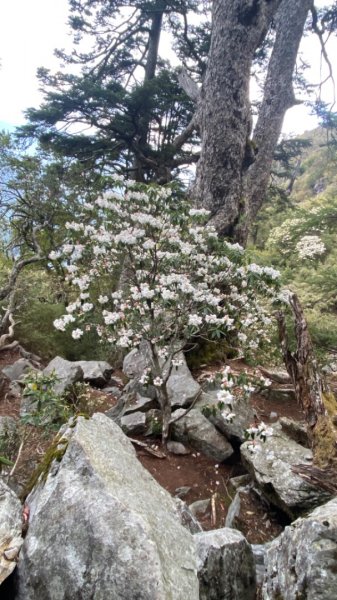 玉山前峰。石瀑大餐吃飽吃滿1482882