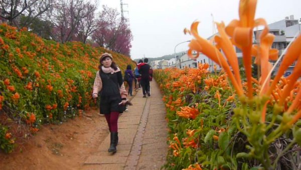 富貴吉祥～銅鑼炮仗花海公園1286819