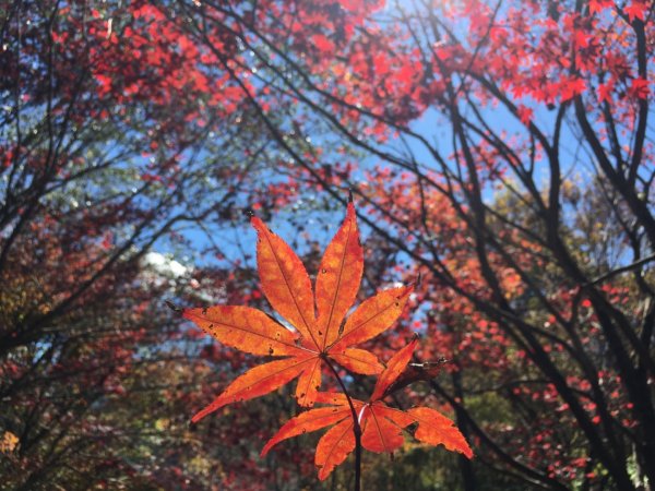 福壽山楓紅755607