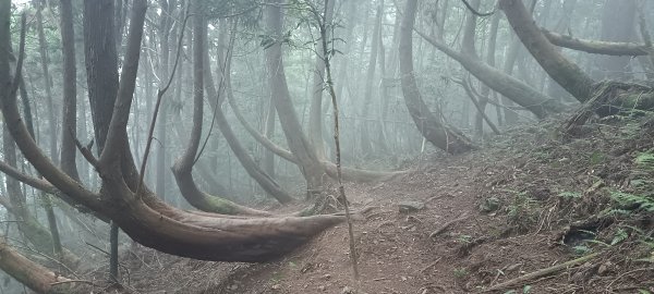 20240720_油羅山+太閣南山2555923