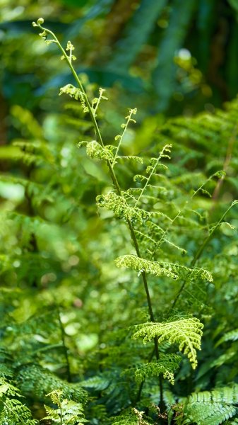 土城太極嶺|五城山|文筆山|峯花雪月2742840