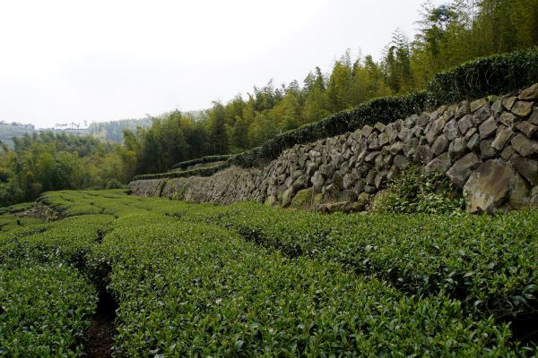 飽覽茶園風光~挑筍古道&大尖山步道299354