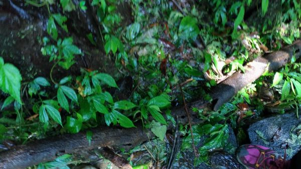 登山戲水於大羅蘭溪古圳步道(福山馬岸)172781