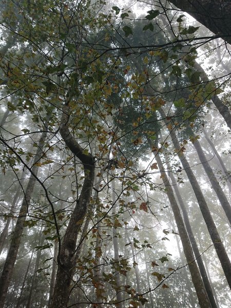 大克山砲台古道1212619