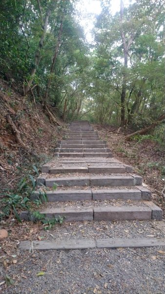 連走松柏坑山和橫山小百岳1555571