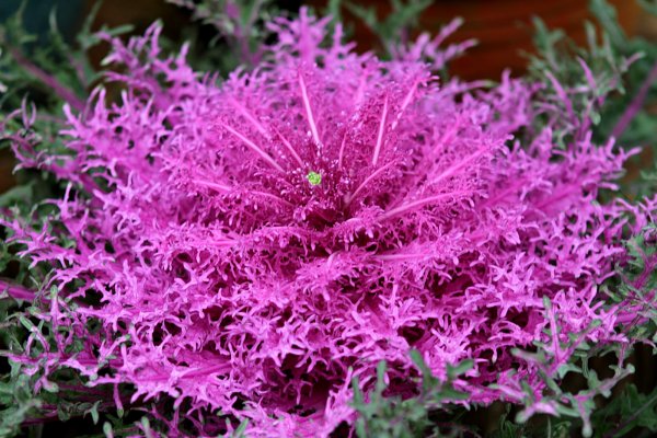 杉林溪賞花872576