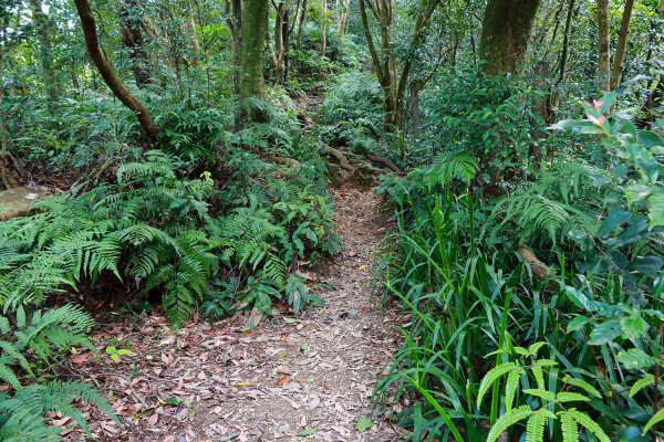 猴山岳。二格山。小獅山連走616088