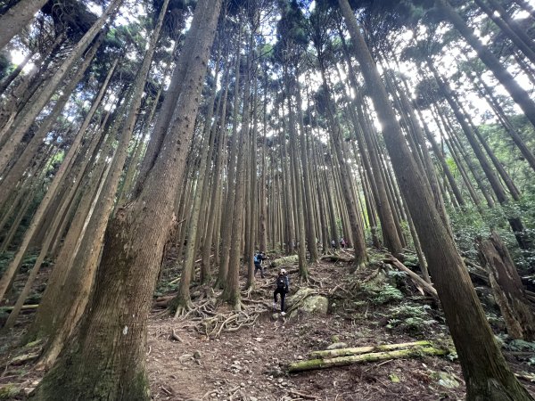 加里山 大坪登山口 杜鵑嶺 加里山P形1900978