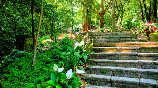 黑端建斑蝶（斐豹蛺蝶）3068577