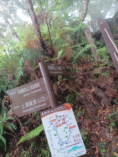 【苗栗大湖】山頂展望佳等到雲海。 馬那邦山登山步道2806808