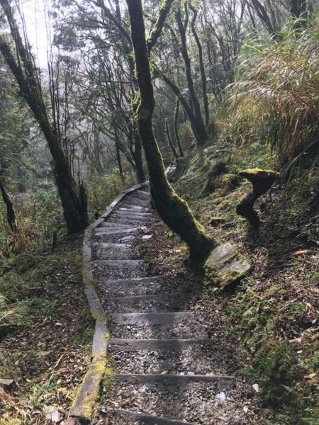 台灣山毛櫸步道。ㄧ期一會的燦爛美好1495161