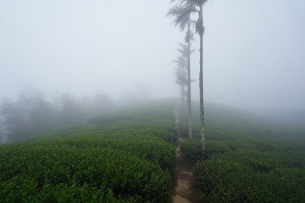 嘉義 梅山 太平山、梨子腳山、馬鞍山、二尖山、大尖山、碧湖山2748977