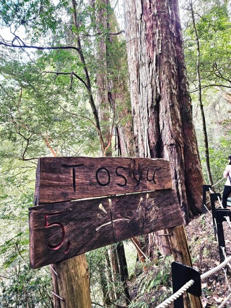 鎮西堡巨木群步道(B區)-(新竹)臺灣百大必訪步道3007836