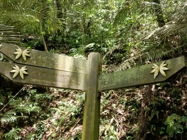 雙溪區淡蘭山徑-燦光寮古道+貂山古道O型2774865