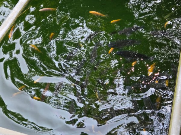 草嶺蓬萊瀑布2717793