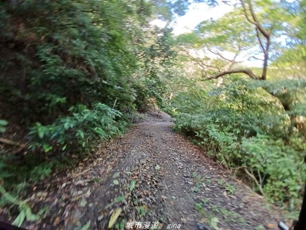 【台東。大武】一路搖晃碰碰車。小百岳集起來。  編號95小百岳-加奈美山步道1640909