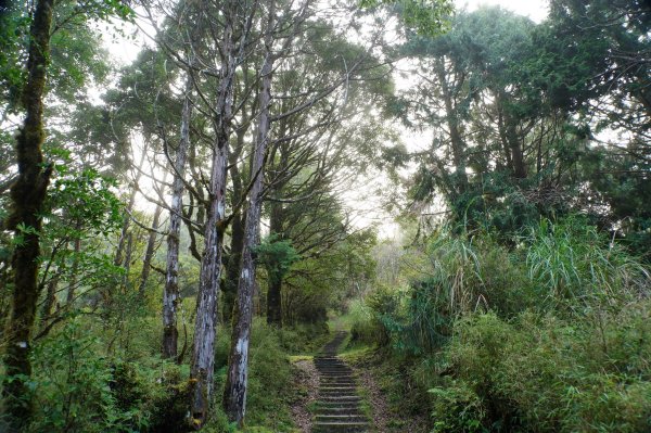 宜蘭 大同 望洋山、翠峰湖步道、山毛櫸步道2880725