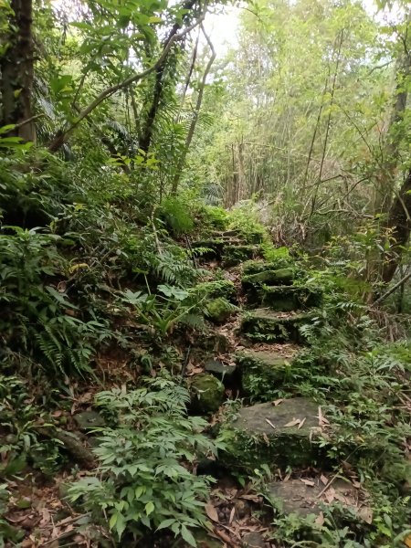 瑞芳區後凹古道+金字碑古道+三貂嶺山+三貂大崙O型2761695