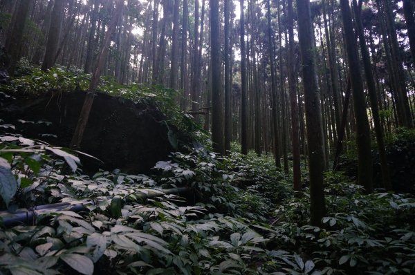 向天湖山、光天高山O型1946601