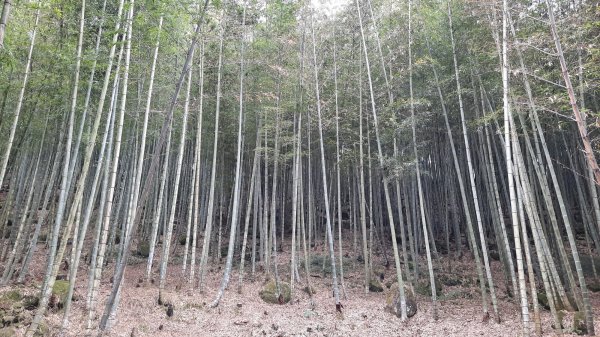 《南投》霧鎖銀杏林｜武岫農圃銀杏林觀景步道及長源圳古道202110231495757