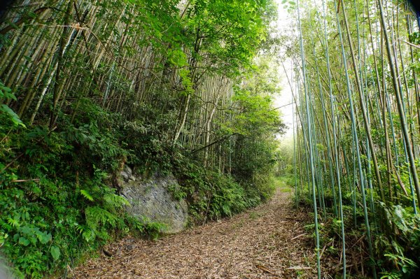 新竹 尖石 道下山、牛欄坑山、大混山3064748