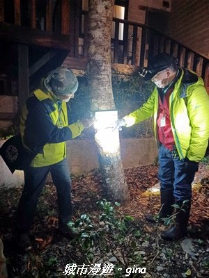 【南投仁愛】光影下的森林療育。 奧萬大國家森林遊樂區步道群2973084