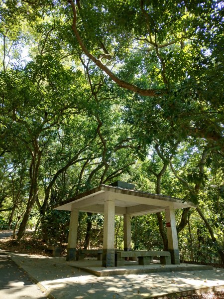 松柏嶺O形2908127