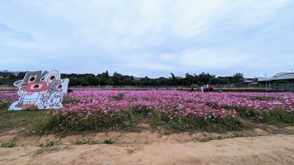 銅鑼杭菊,功維敘,玫瑰森林2349217