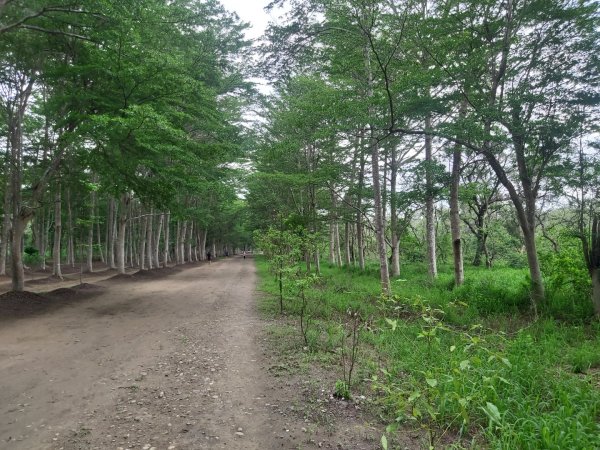 虎山森林步道2185457