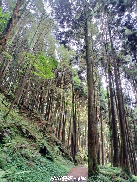 【嘉義縣阿里山鄉】避暑山林芬多精。 石山引水道步道、鹿林前山瀑布2280171