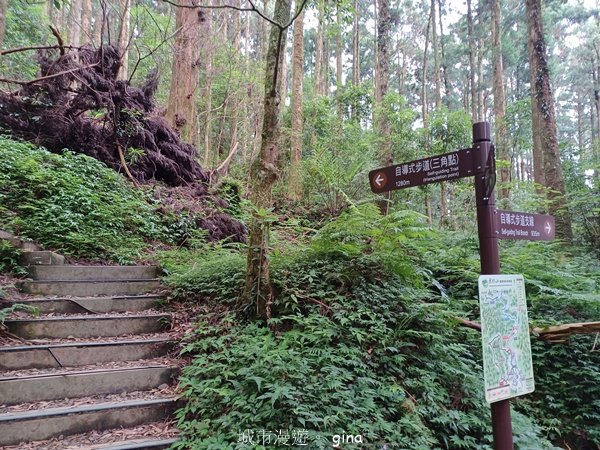 【桃園復興】台灣百大必訪步道。 東眼山森林遊樂區-東眼山自導式步道2835923
