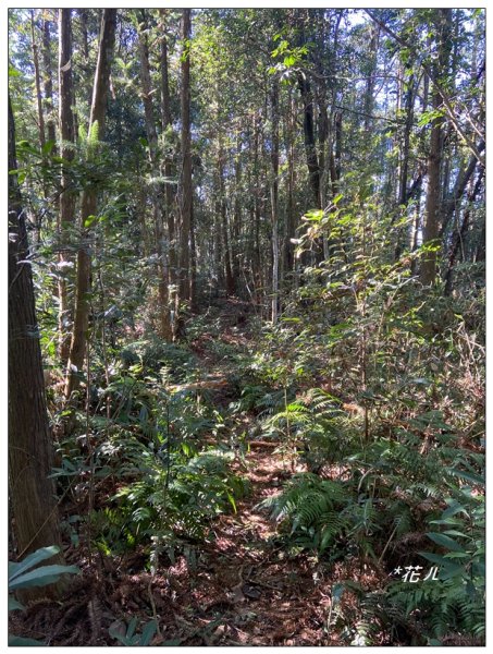 頭社山主峰及基點峰(社頭山)2681596